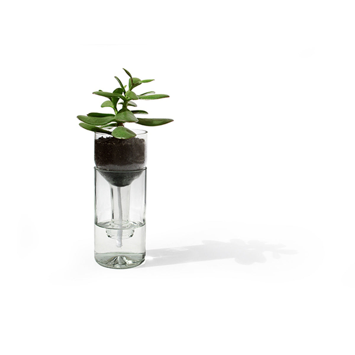 Selbstbewässerungsflasche für Pflanzen aus Glas und Holz