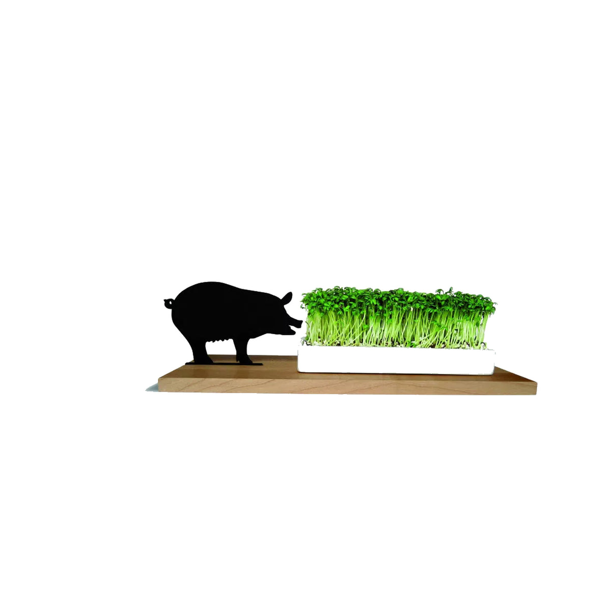 Kresseschale „Smart’n’Green“ aus Holz mit Porzellanschale Motiv Schwein